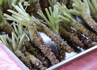 阿裏山山葵「下山」有挑戰 育苗智能溫室啟用添助力