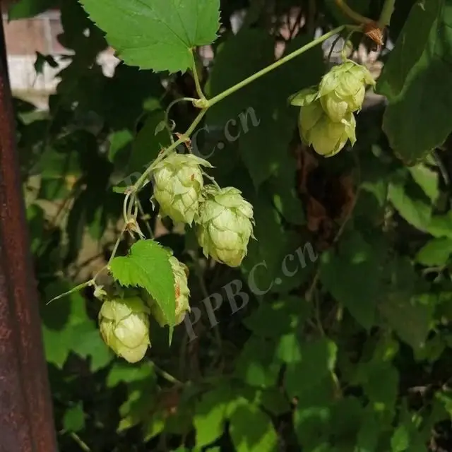 天然的風味締造者——啤酒花